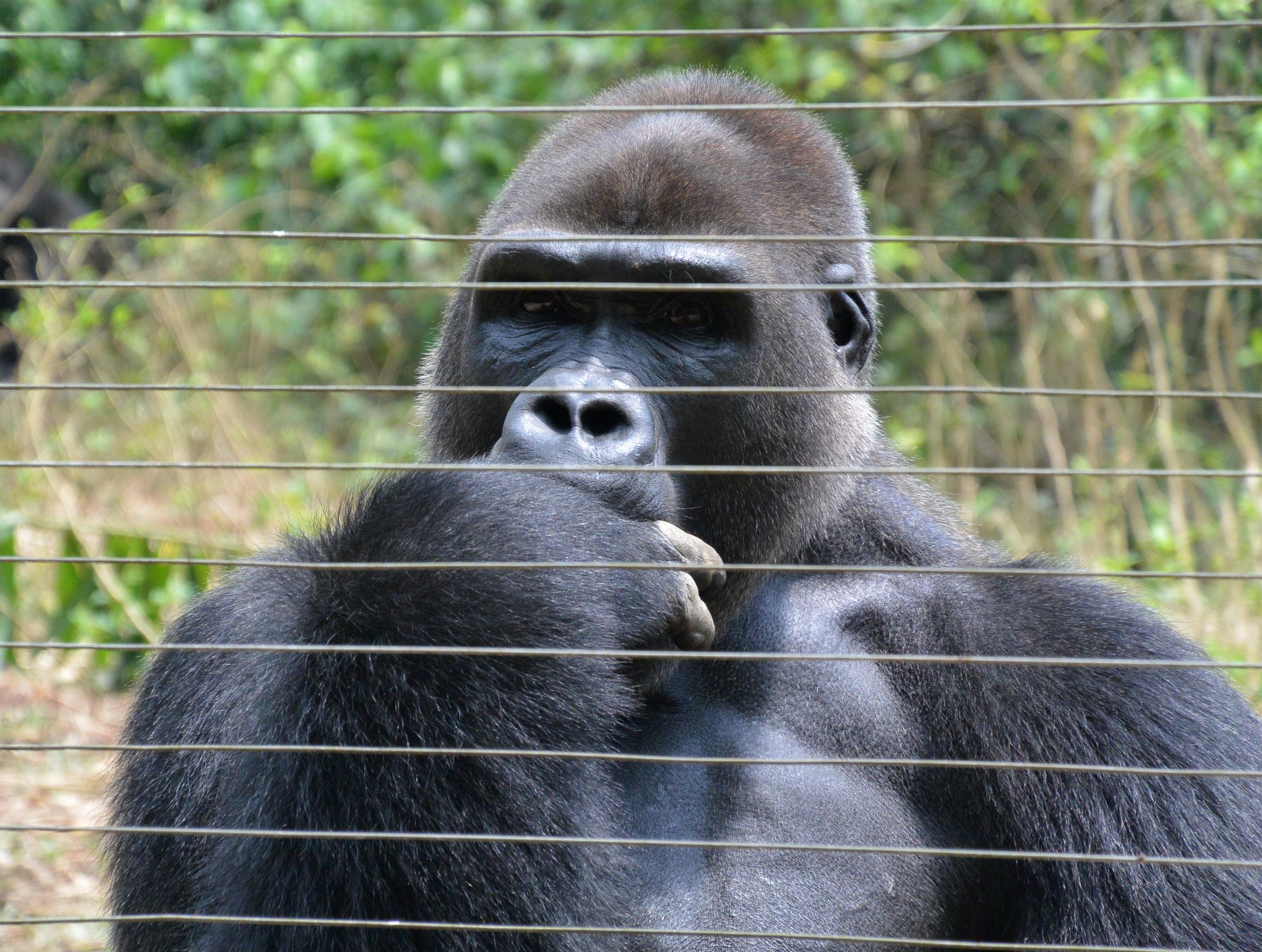 Gorille au Sanctuaire de Mefou, Cameroun