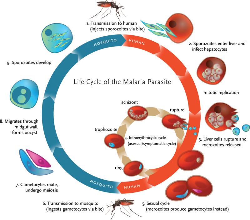 Cycle malaria ou paludisme